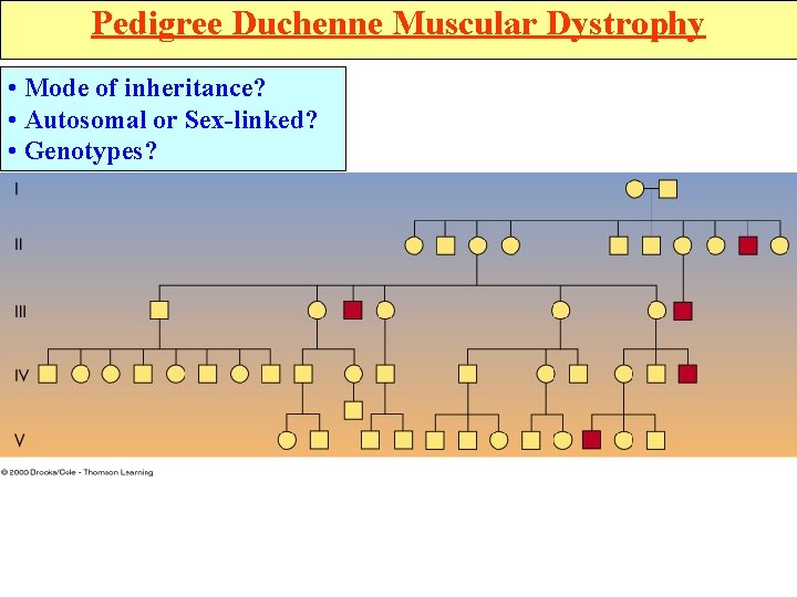 Pedigree Duchenne Muscular Dystrophy • Mode of inheritance? • Autosomal or Sex-linked? • Genotypes?