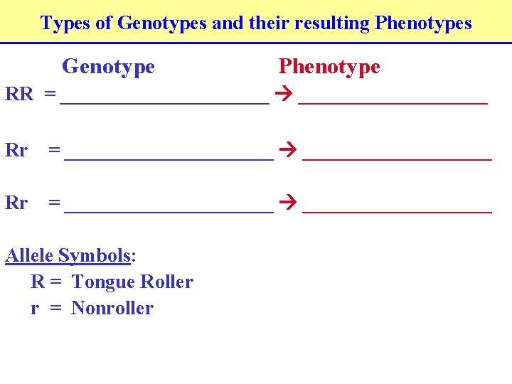 Types of Genotypes and their resulting Phenotypes Genotype Phenotype RR = _____________________ Rr =