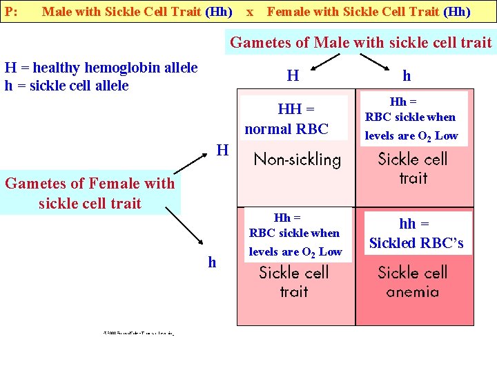 P: Male with Sickle Cell Trait (Hh) x Female with Sickle Cell Trait (Hh)