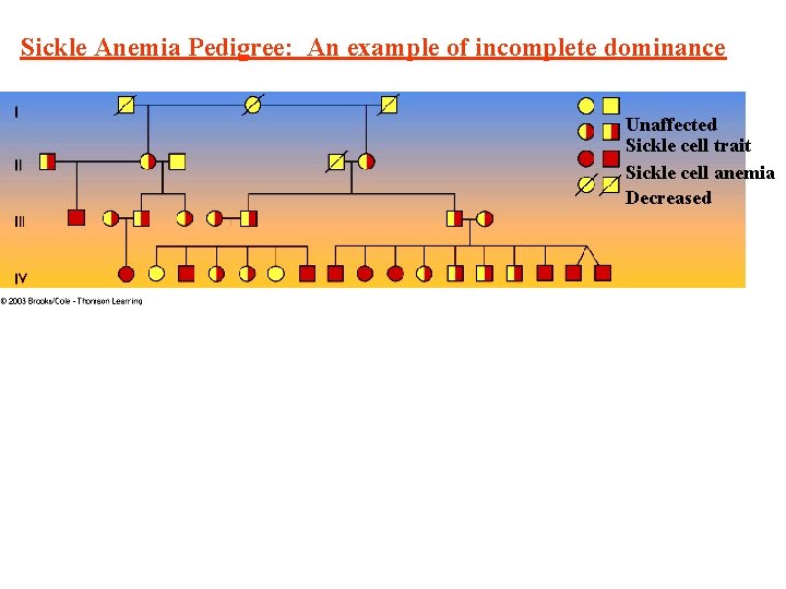 Sickle Anemia Pedigree: An example of incomplete dominance Unaffected Sickle cell trait Sickle cell