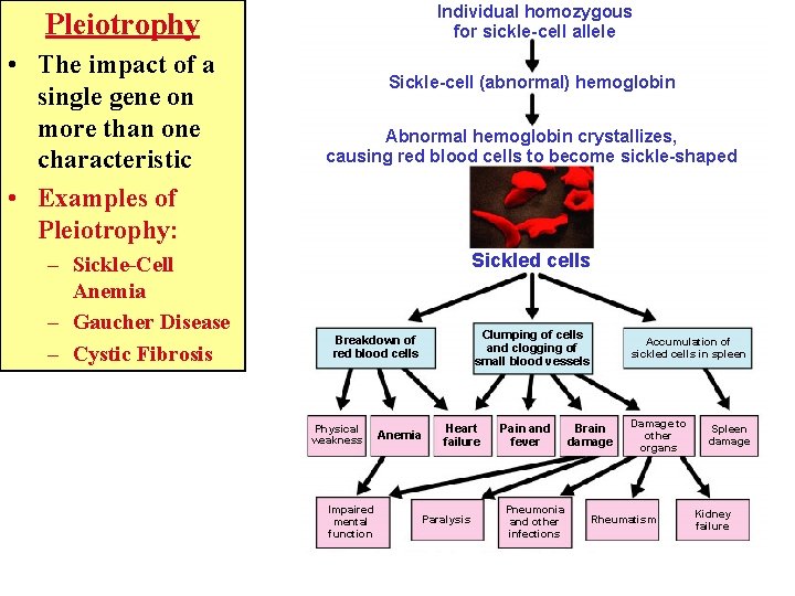 Individual homozygous for sickle-cell allele Pleiotrophy • The impact of a single gene on