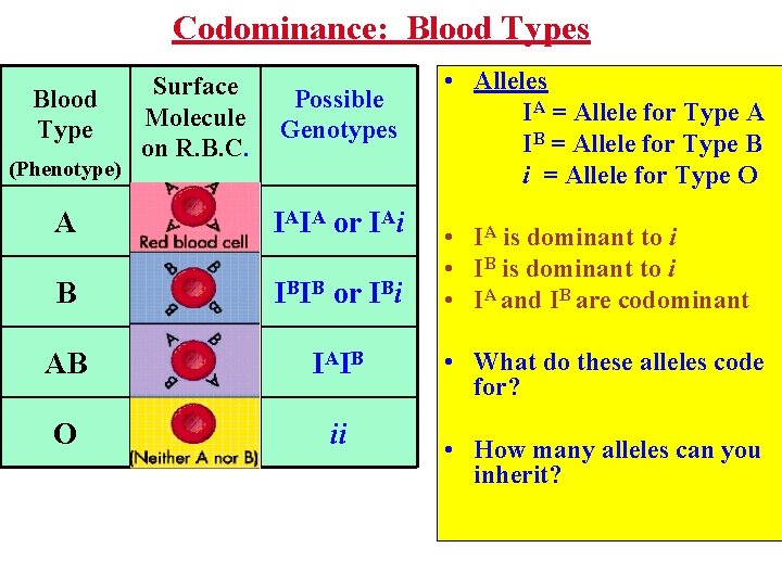 Codominance: Blood Types Blood Type (Phenotype) Surface Molecule on R. B. C. Possible Genotypes