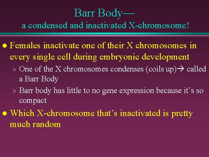 Barr Body— a condensed and inactivated X-chromosome! l Females inactivate one of their X