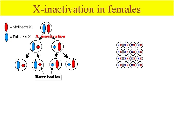 X-inactivation in females 