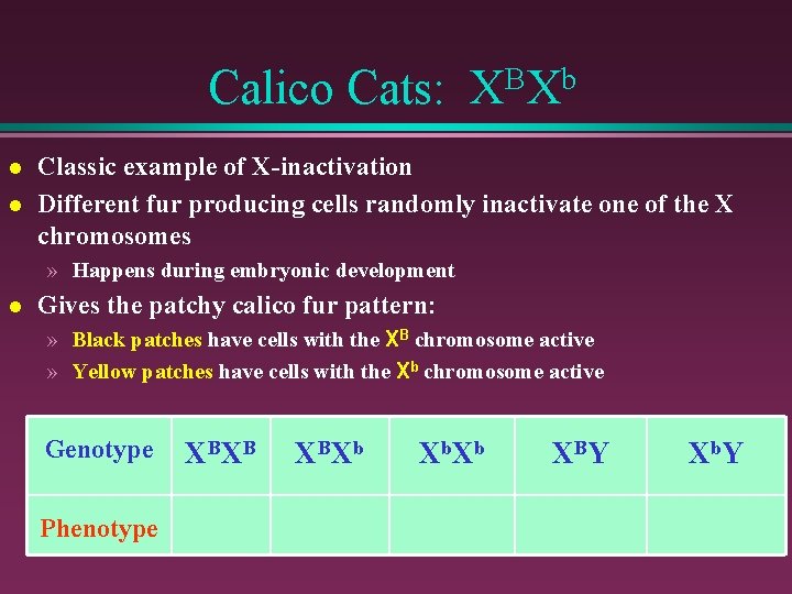 Calico Cats: XBXb l l Classic example of X-inactivation Different fur producing cells randomly