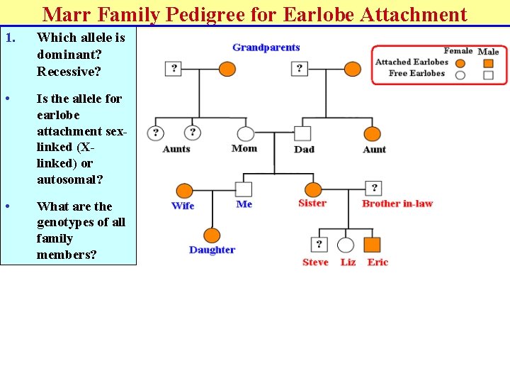 Marr Family Pedigree for Earlobe Attachment 1. Which allele is dominant? Recessive? • Is