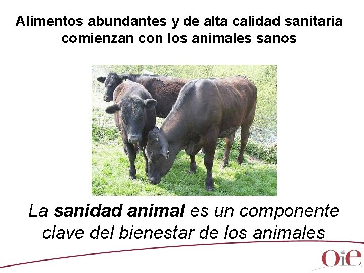 Alimentos abundantes y de alta calidad sanitaria comienzan con los animales sanos La sanidad