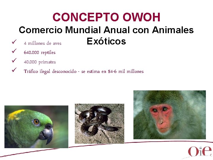 CONCEPTO OWOH Comercio Mundial Anual con Animales Exóticos ü 4 millones de aves ü