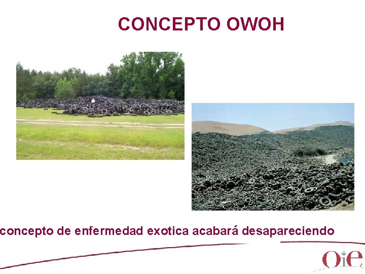 CONCEPTO OWOH concepto de enfermedad exotica acabará desapareciendo 