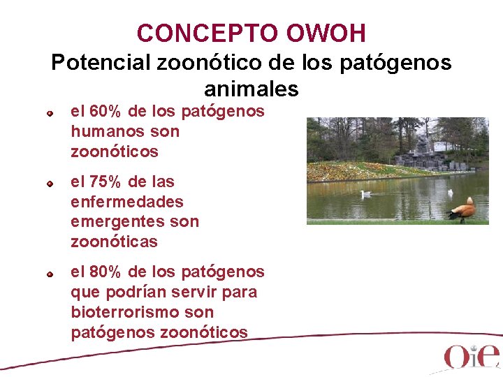 CONCEPTO OWOH Potencial zoonótico de los patógenos animales el 60% de los patógenos humanos