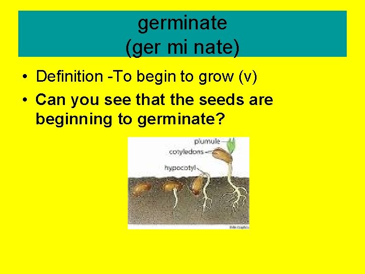 germinate (ger mi nate) • Definition -To begin to grow (v) • Can you