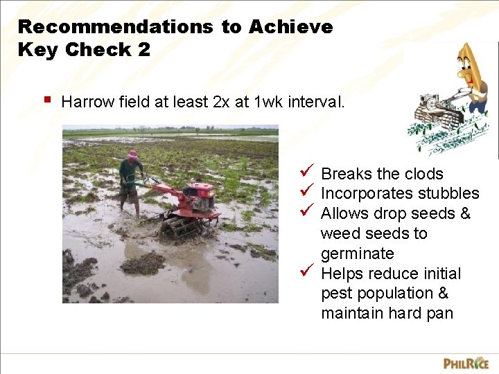 Recommendations to Achieve Key Check 2 § Harrow field at least 2 x at