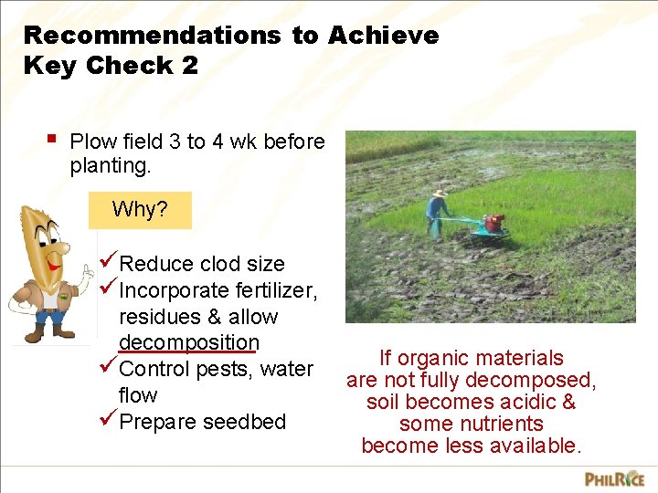 Recommendations to Achieve Key Check 2 § Plow field 3 to 4 wk before
