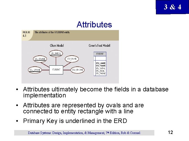 3&4 Attributes • Attributes ultimately become the fields in a database implementation • Attributes