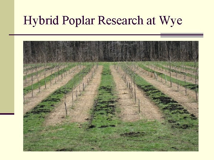 Hybrid Poplar Research at Wye 