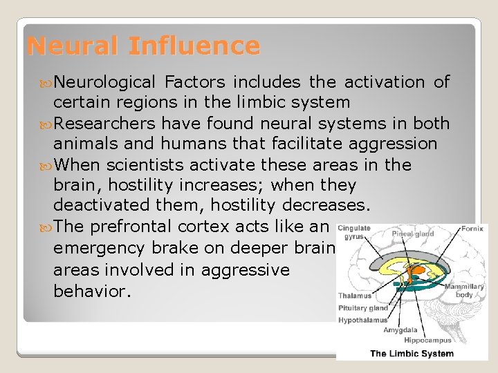 Neural Influence Neurological Factors includes the activation of certain regions in the limbic system