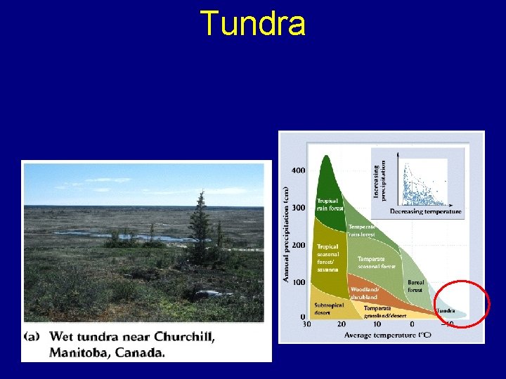 Tundra 