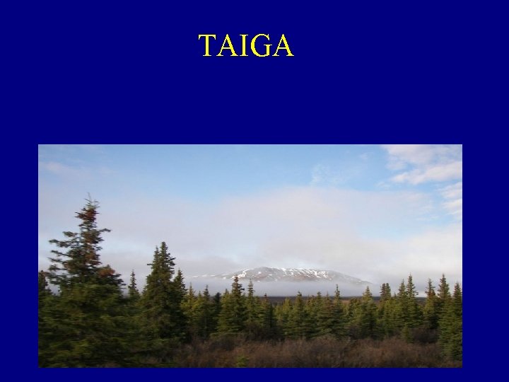 TAIGA 