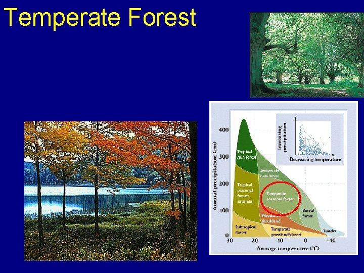 Temperate Forest 