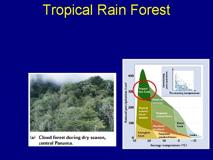 Tropical Rain Forest 