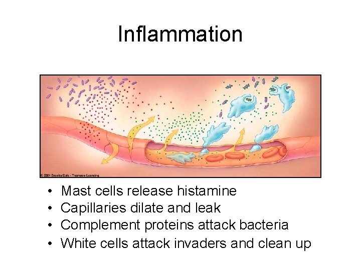 Inflammation • • Mast cells release histamine Capillaries dilate and leak Complement proteins attack