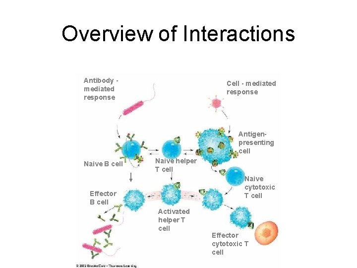 Overview of Interactions Antibody mediated response Cell - mediated response Antigenpresenting cell Naive B