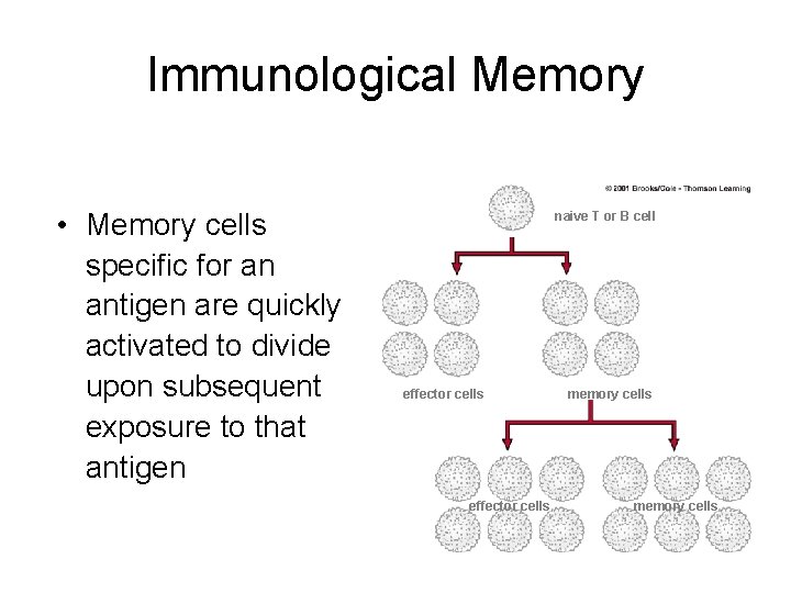 Immunological Memory • Memory cells specific for an antigen are quickly activated to divide