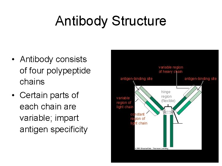 Antibody Structure • Antibody consists of four polypeptide chains • Certain parts of each