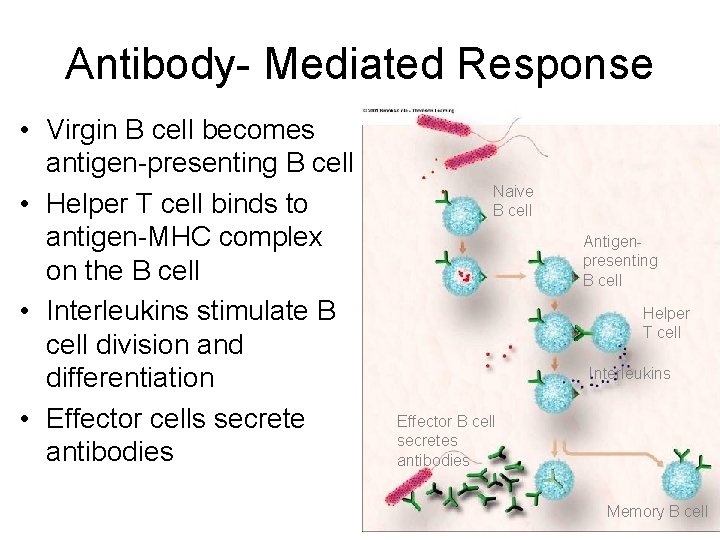 Antibody- Mediated Response • Virgin B cell becomes antigen-presenting B cell • Helper T