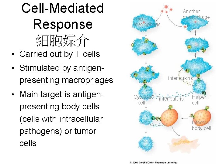 Cell-Mediated Response 細胞媒介 One macrophage Another macrophage • Carried out by T cells •