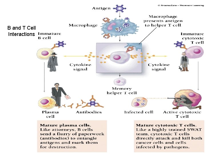 B and T Cell Interactions 