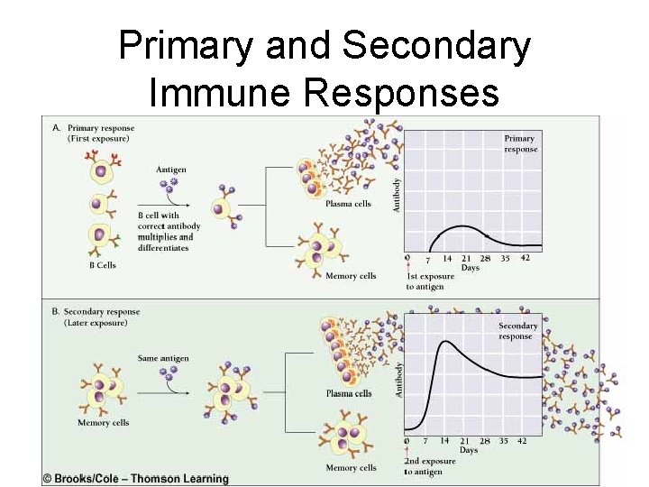 Primary and Secondary Immune Responses 