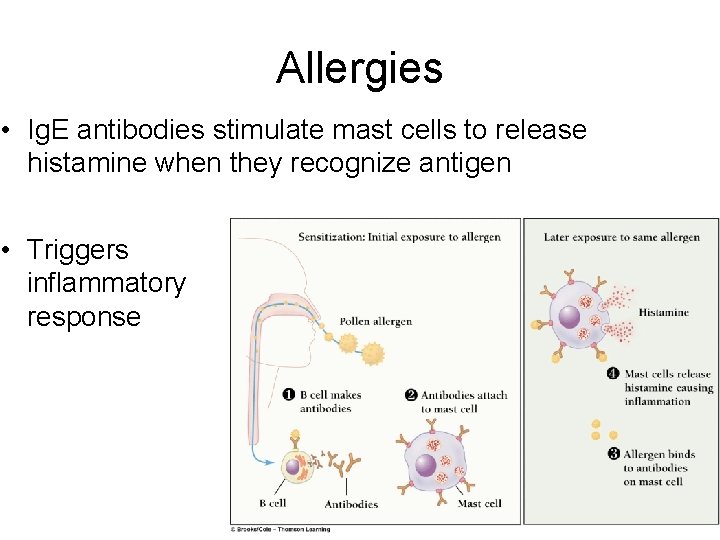 Allergies • Ig. E antibodies stimulate mast cells to release histamine when they recognize