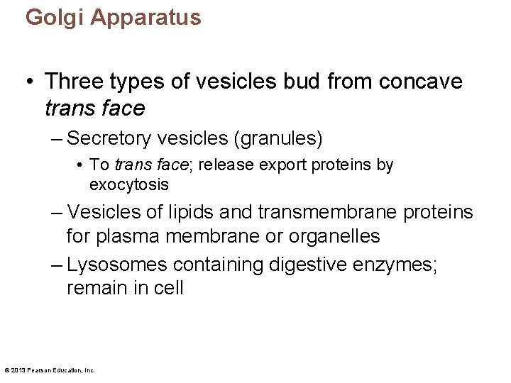 Golgi Apparatus • Three types of vesicles bud from concave trans face – Secretory