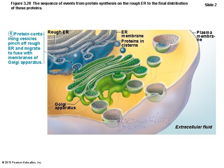 Figure 3. 20 The sequence of events from protein synthesis on the rough ER