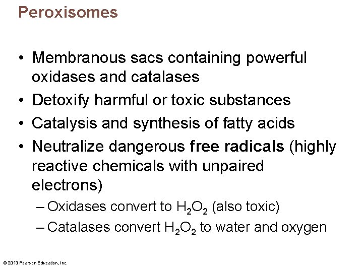 Peroxisomes • Membranous sacs containing powerful oxidases and catalases • Detoxify harmful or toxic