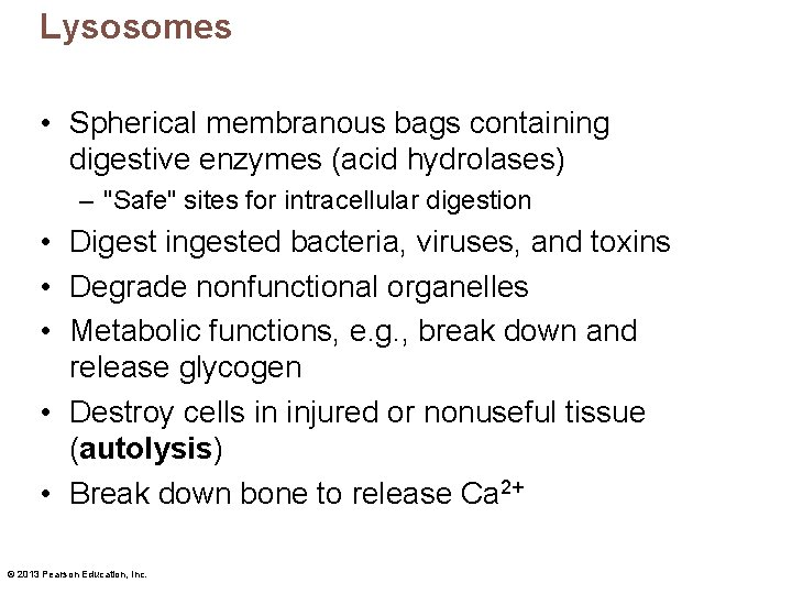 Lysosomes • Spherical membranous bags containing digestive enzymes (acid hydrolases) – "Safe" sites for