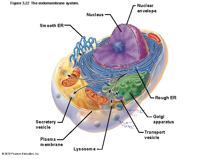 Figure 3. 22 The endomembrane system. Nucleus Nuclear envelope Smooth ER Rough ER Golgi