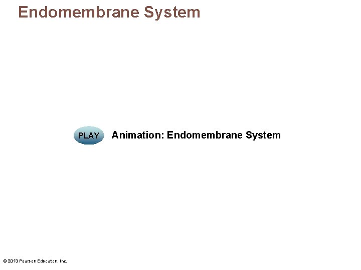 Endomembrane System PLAY © 2013 Pearson Education, Inc. Animation: Endomembrane System 