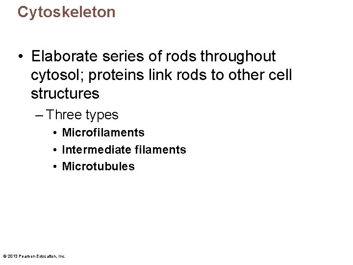 Cytoskeleton • Elaborate series of rods throughout cytosol; proteins link rods to other cell