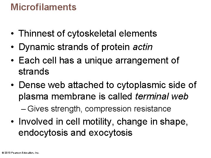 Microfilaments • Thinnest of cytoskeletal elements • Dynamic strands of protein actin • Each