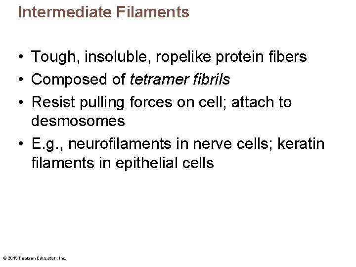 Intermediate Filaments • Tough, insoluble, ropelike protein fibers • Composed of tetramer fibrils •