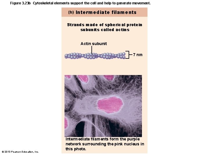 Figure 3. 23 b Cytoskeletal elements support the cell and help to generate movement.