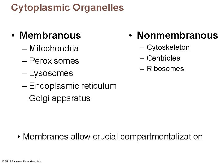 Cytoplasmic Organelles • Membranous – Mitochondria – Peroxisomes – Lysosomes – Endoplasmic reticulum –