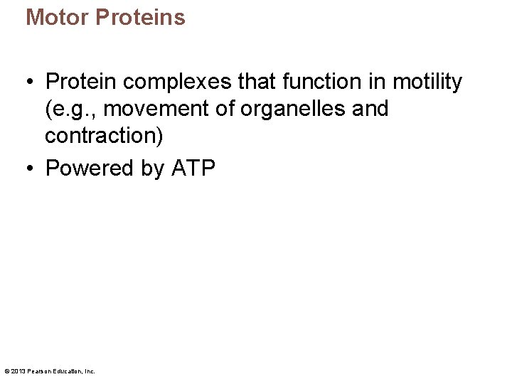 Motor Proteins • Protein complexes that function in motility (e. g. , movement of