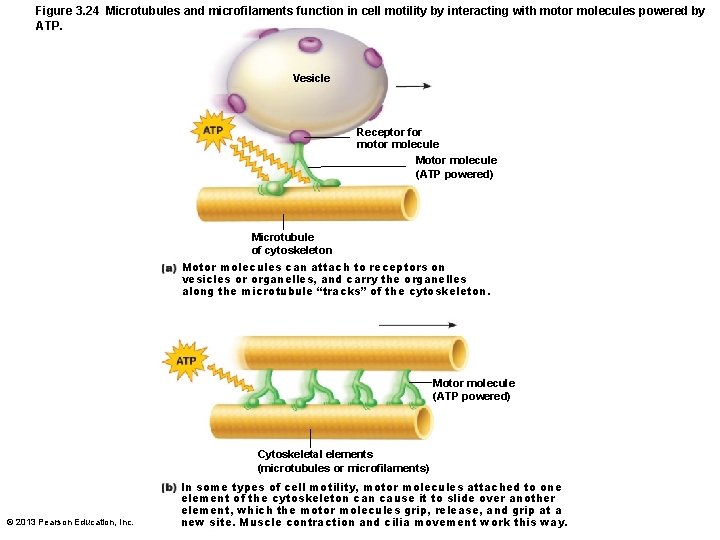 Figure 3. 24 Microtubules and microfilaments function in cell motility by interacting with motor