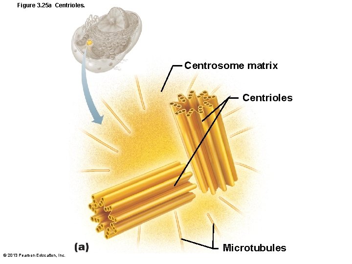 Figure 3. 25 a Centrioles. Centrosome matrix Centrioles © 2013 Pearson Education, Inc. Microtubules