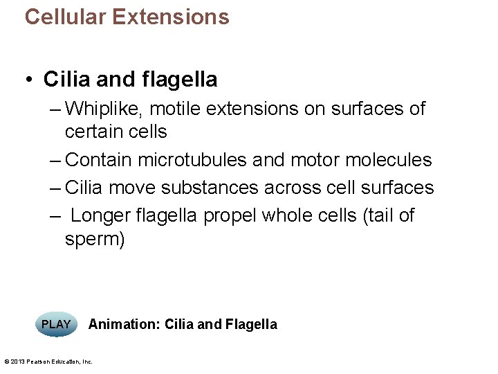 Cellular Extensions • Cilia and flagella – Whiplike, motile extensions on surfaces of certain
