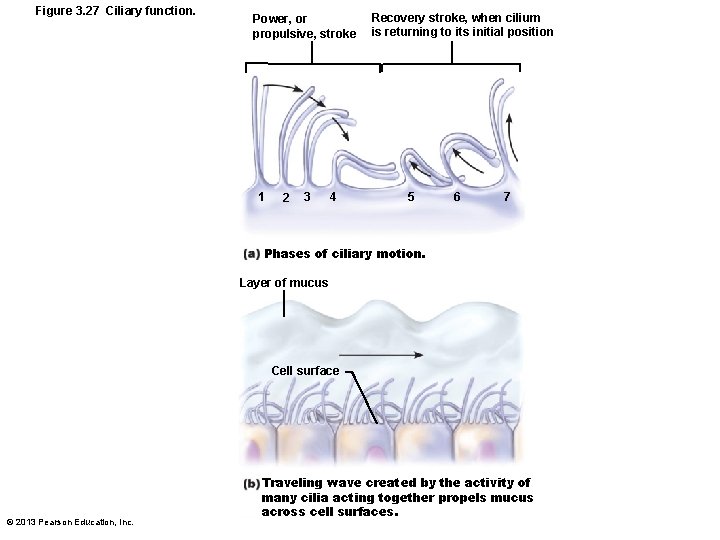 Figure 3. 27 Ciliary function. Power, or propulsive, stroke 1 2 3 4 Recovery