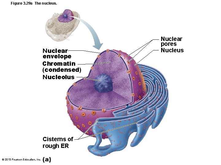 Figure 3. 29 a The nucleus. Nuclear envelope Chromatin (condensed) Nucleolus Cisterns of rough